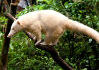 Coatimundi