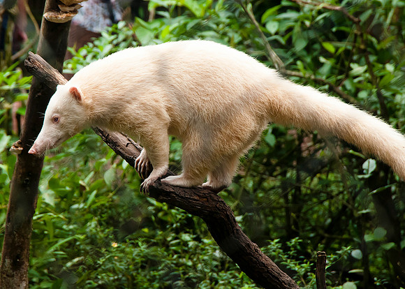 Coatimundi