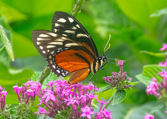Monarch Butterfly