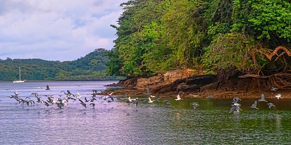 Great Blue Herons