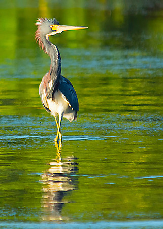 Great Blue Heron "juvenile"