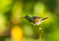 Rufous-tailed Hummingbird