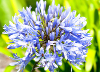 Agapanthus