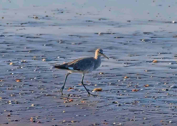 Willet