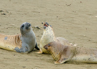 Elephant Seals