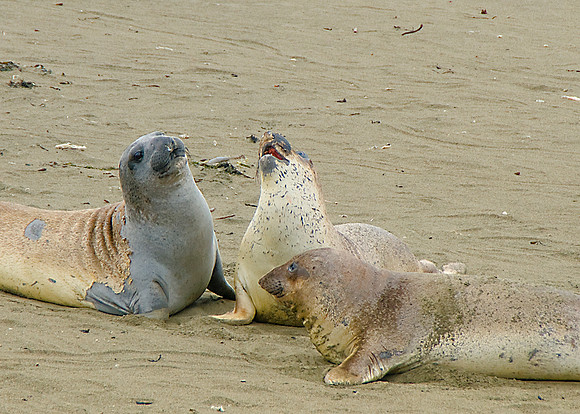 Elephant Seals