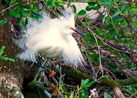 Snowy Egret