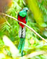 Birds of Panama
