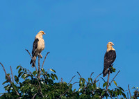 Caracaras' Boca Brava