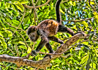 Howler Monkey, Juvenile