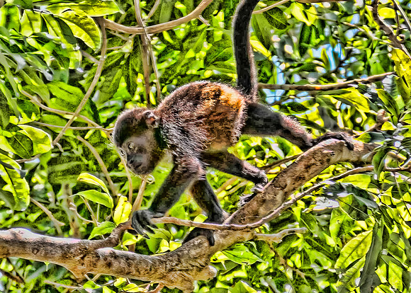 Howler Monkey, Juvenile