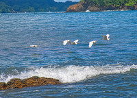 White Egrets