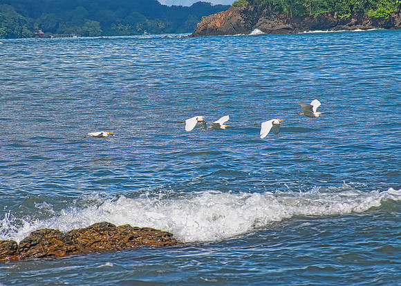 White Egrets