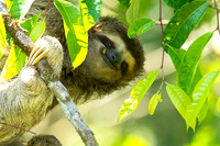 Wildlife Photography|Land Animals