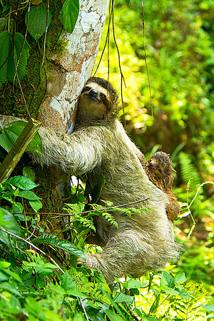 Three-Toed Sloth