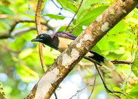 Black-chested Jay