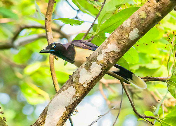 Black-chested Jay