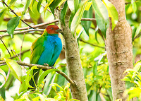 Bay-headed Tanager