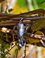 Long-billed Starththroat