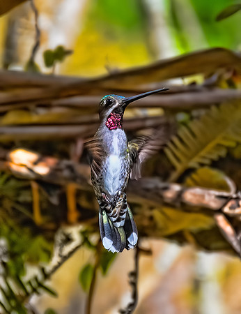 Long-billed Starththroat