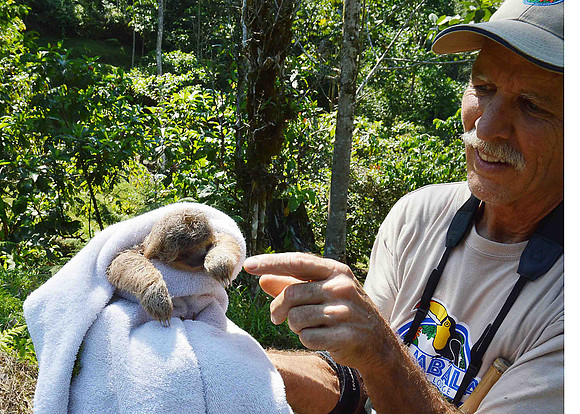 Baby Sloth