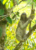 Three-Toed Sloth