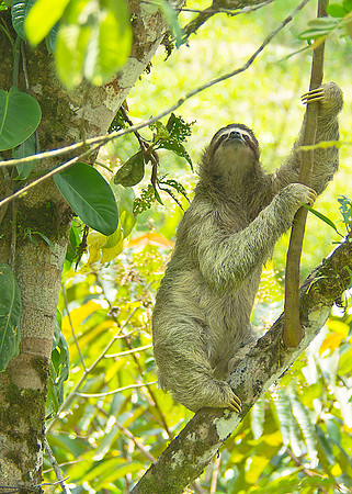 Three-Toed Sloth