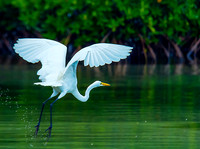 Great White Egret