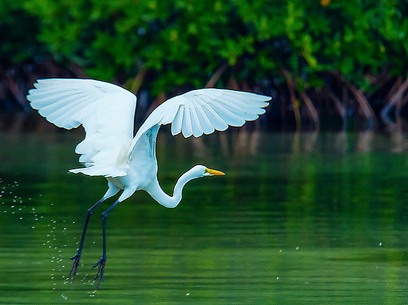 Great White Egret