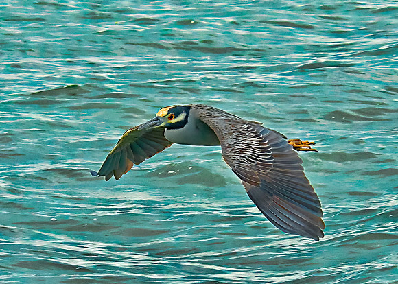 Yellow-crowned Night Heron