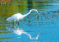 Great Egret
