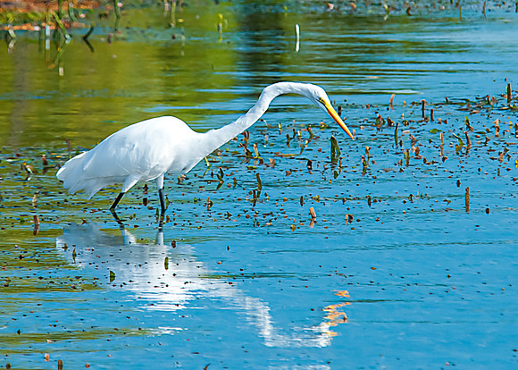 Great Egret