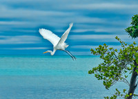 Great Egret