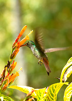 Rufous-tailed Hummingbird