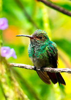Rufous-tailed Hummingbird