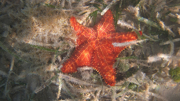 Barrier Reef