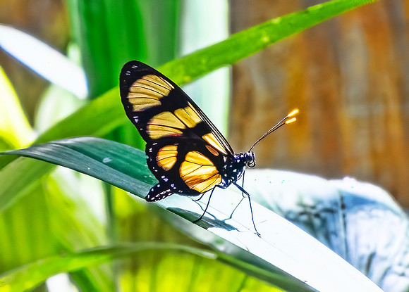 Methona Butterfly