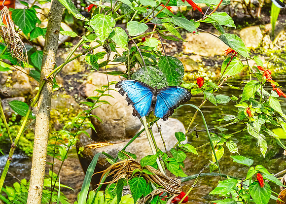Blue Morpho