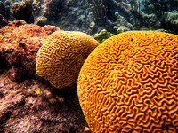 Barrier Reef