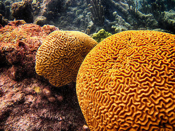 Barrier Reef