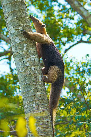 Northern Tamandua