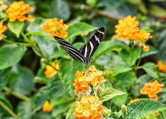 Zebra Butterfly