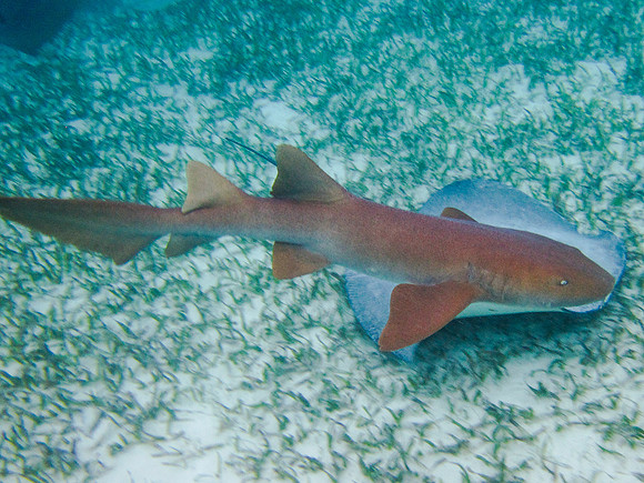 Nurse Shark