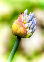 Agapanthus