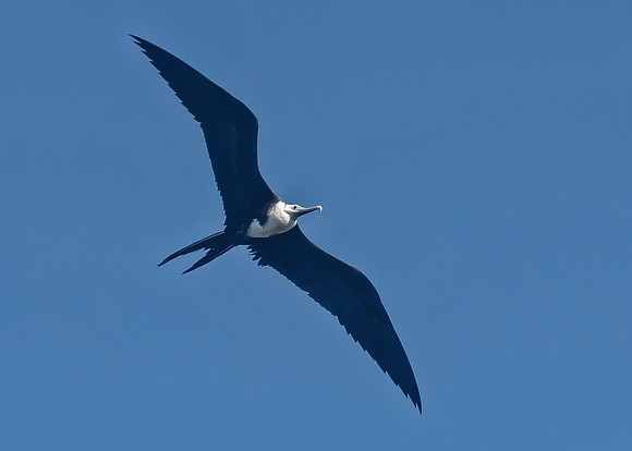 Magnificent Frigatebird