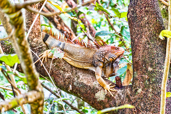 Green Iguana