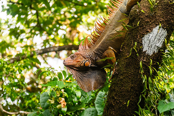 Green Iguana