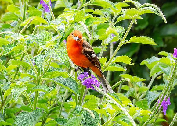 Flame Tanager
