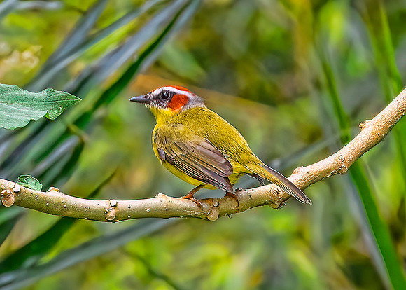 Rufous-capped Warbler