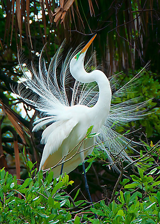 Great Egret